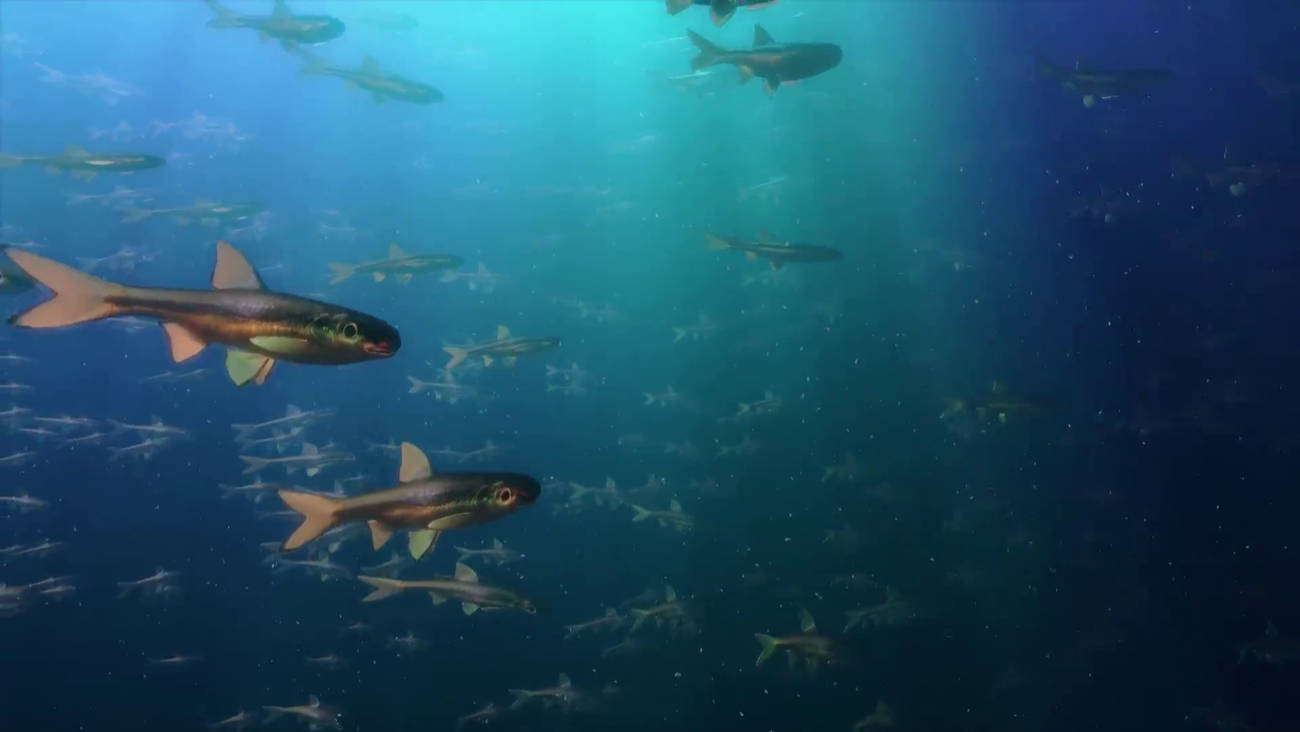 under water scene with fish using volumetric raymarching TouchDesigner
